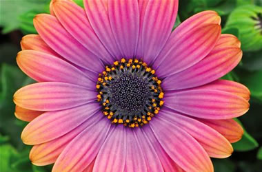 African Daisy Zion Copper Amethyst