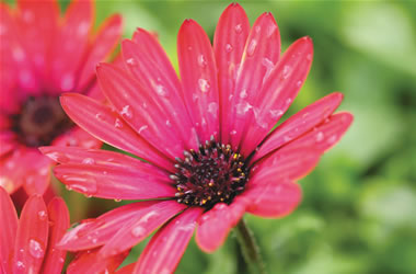 African Daisy Zion Red