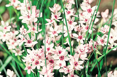 (35A) South African Water Phlox