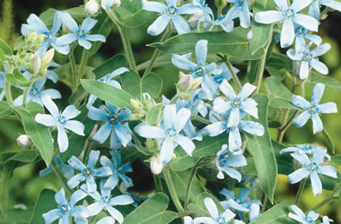 (21A) Oxypetalum 'Southern Star'
