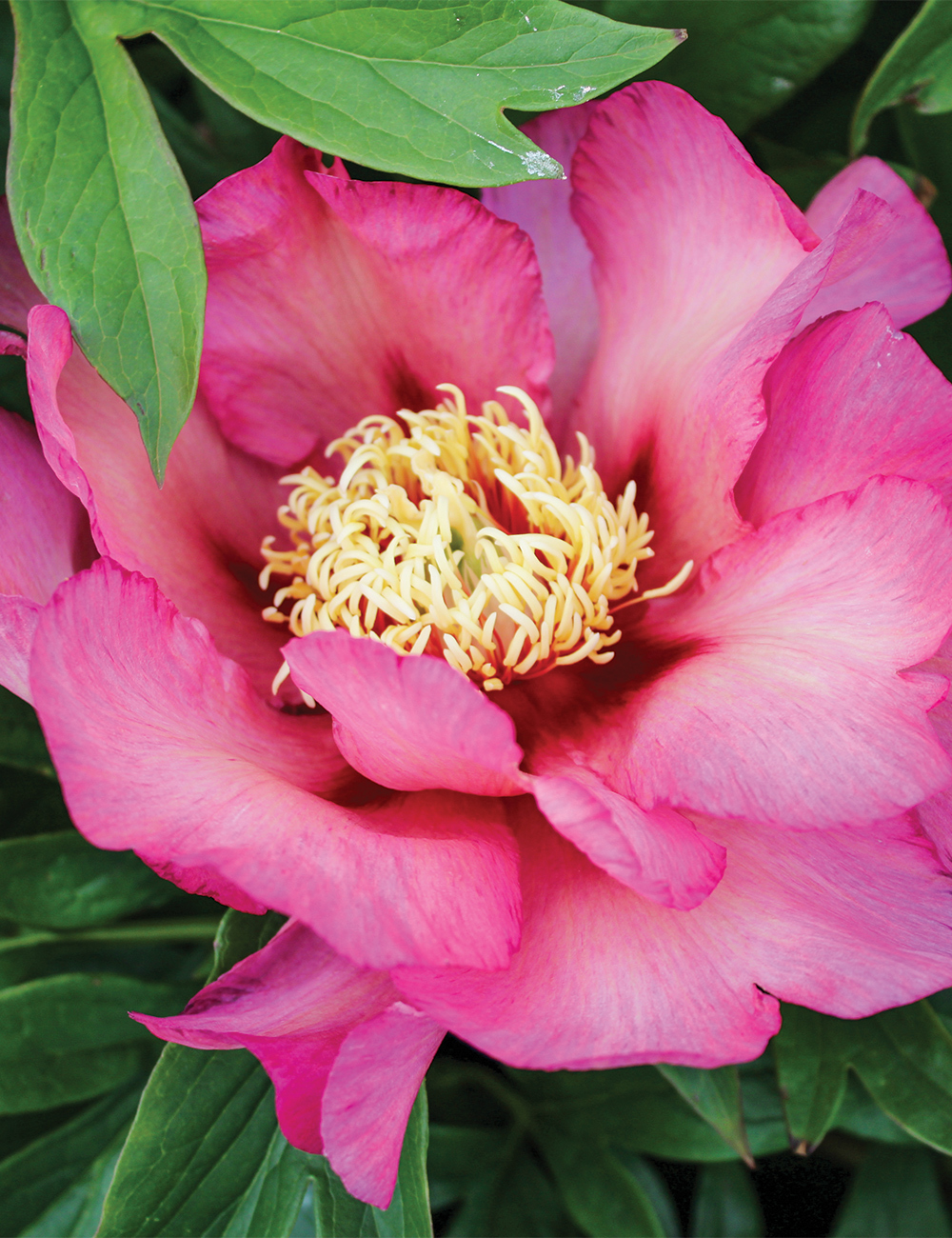 Itoh Peony 'Berry Garcia'