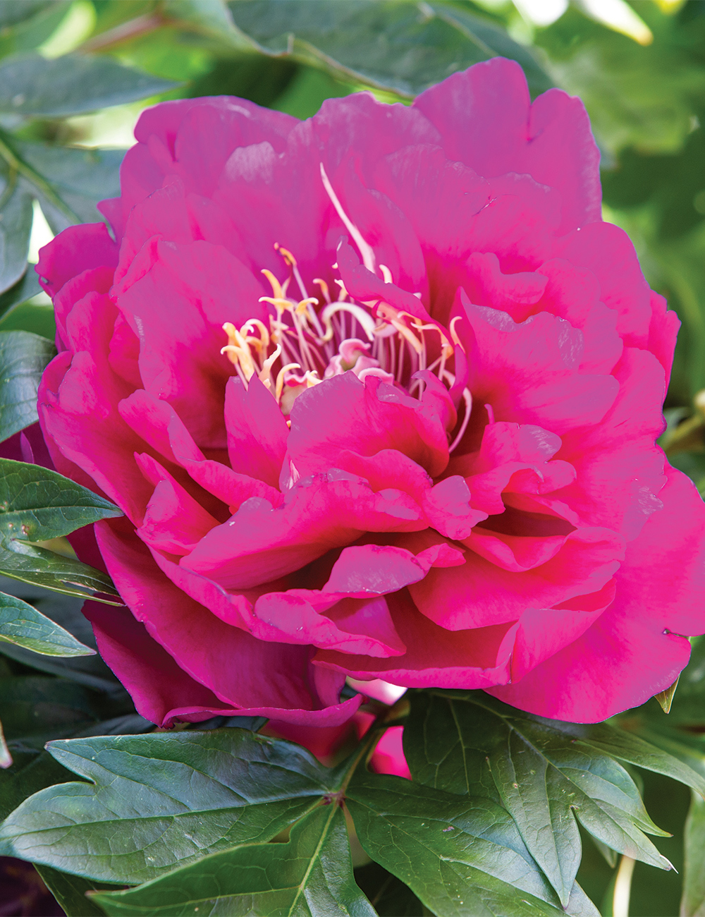 Itoh Peony 'Belle Toulousaine'