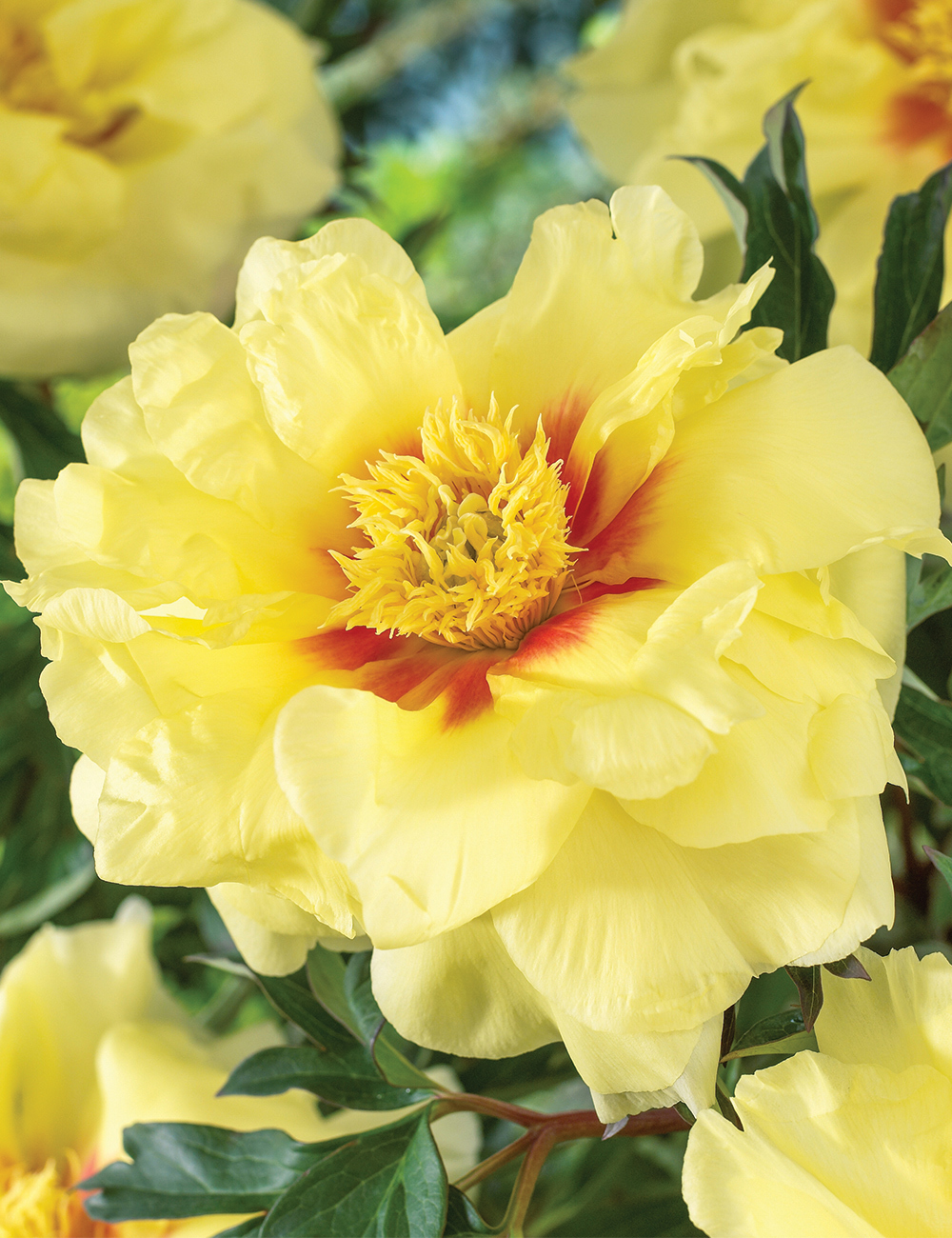 Itoh Peony 'Bartzella'