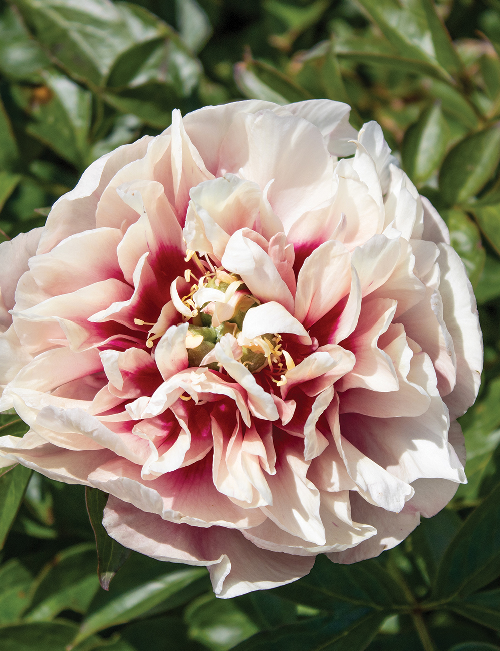 Itoh Peony 'Caroline Constable'