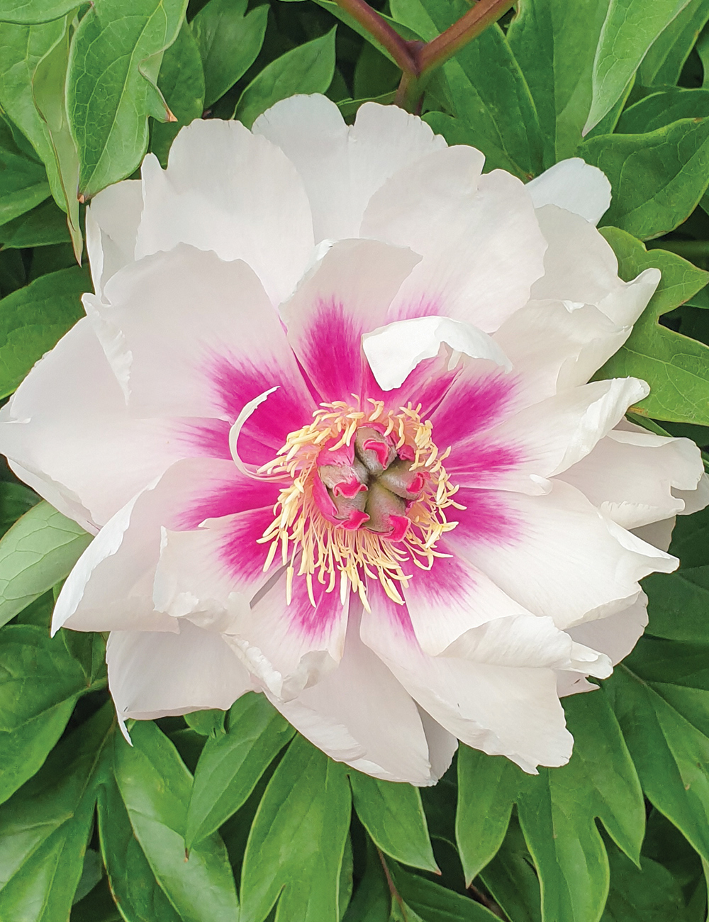 Itoh Peony 'Raggedy Anne'