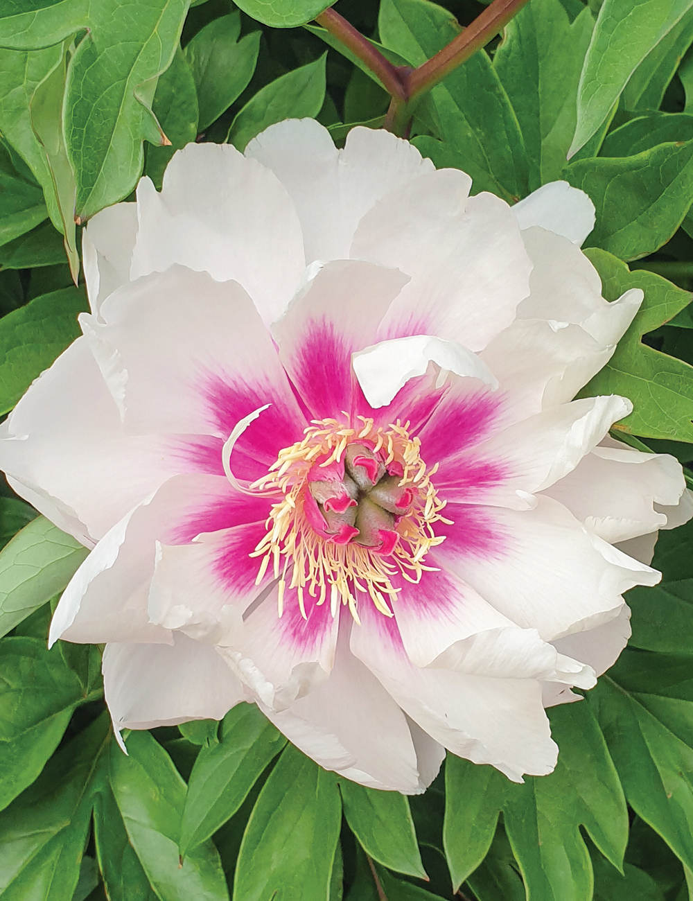 Itoh Peony 'Raggedy Anne'