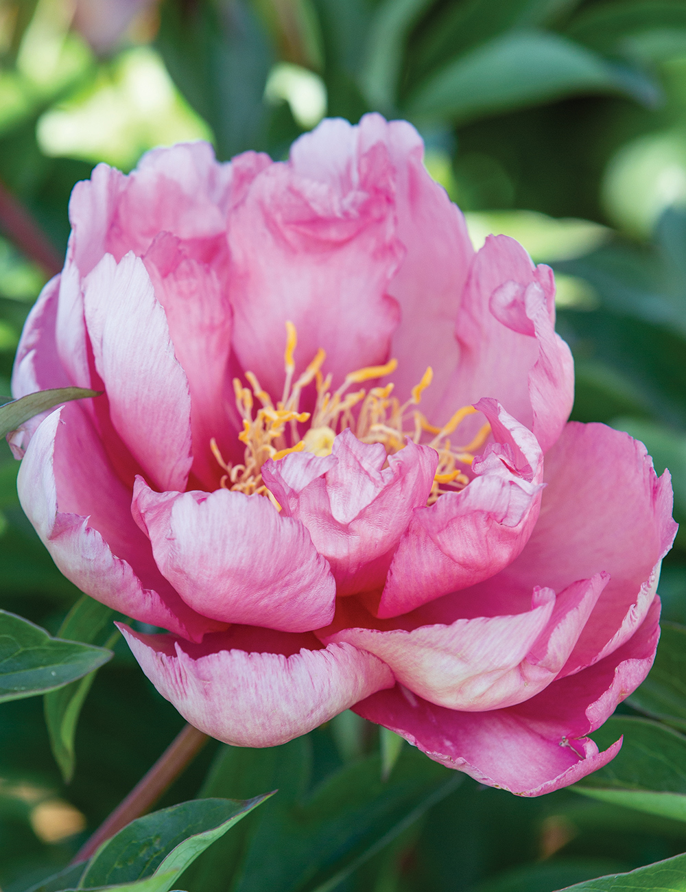 Itoh Peony 'Strawberry Crème Brûlée'