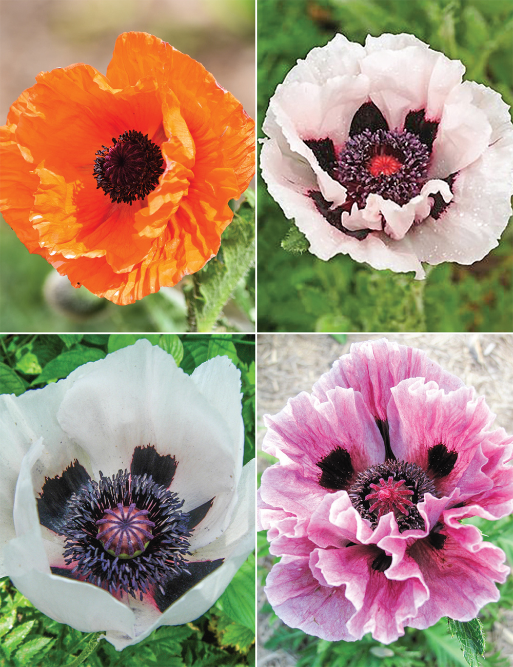 Oriental Poppy Collection