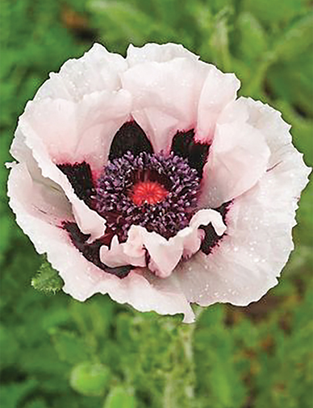 Oriental Poppy 'Louvre'