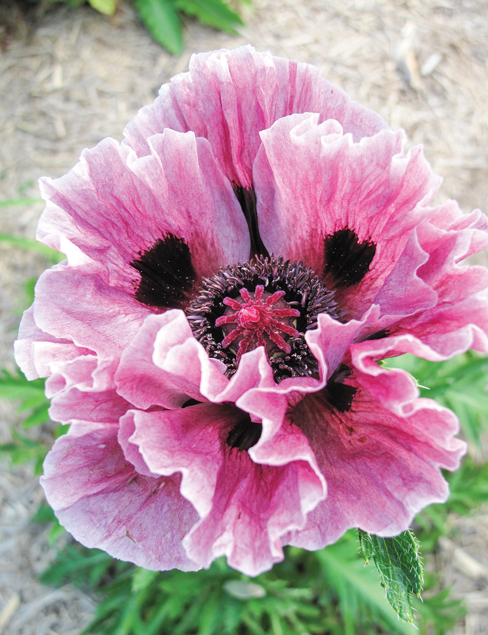 Oriental Poppy 'Manhattan'