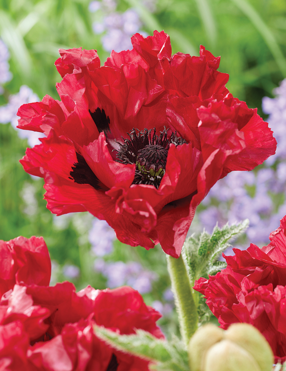 Oriental Poppy 'Red Rumble'