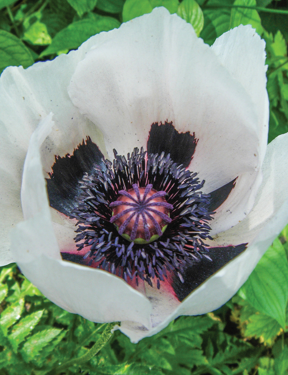 Oriental Poppy 'Royal Wedding'