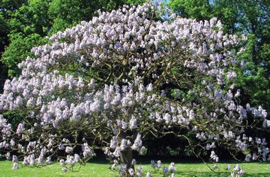 (39A) Princess Tree