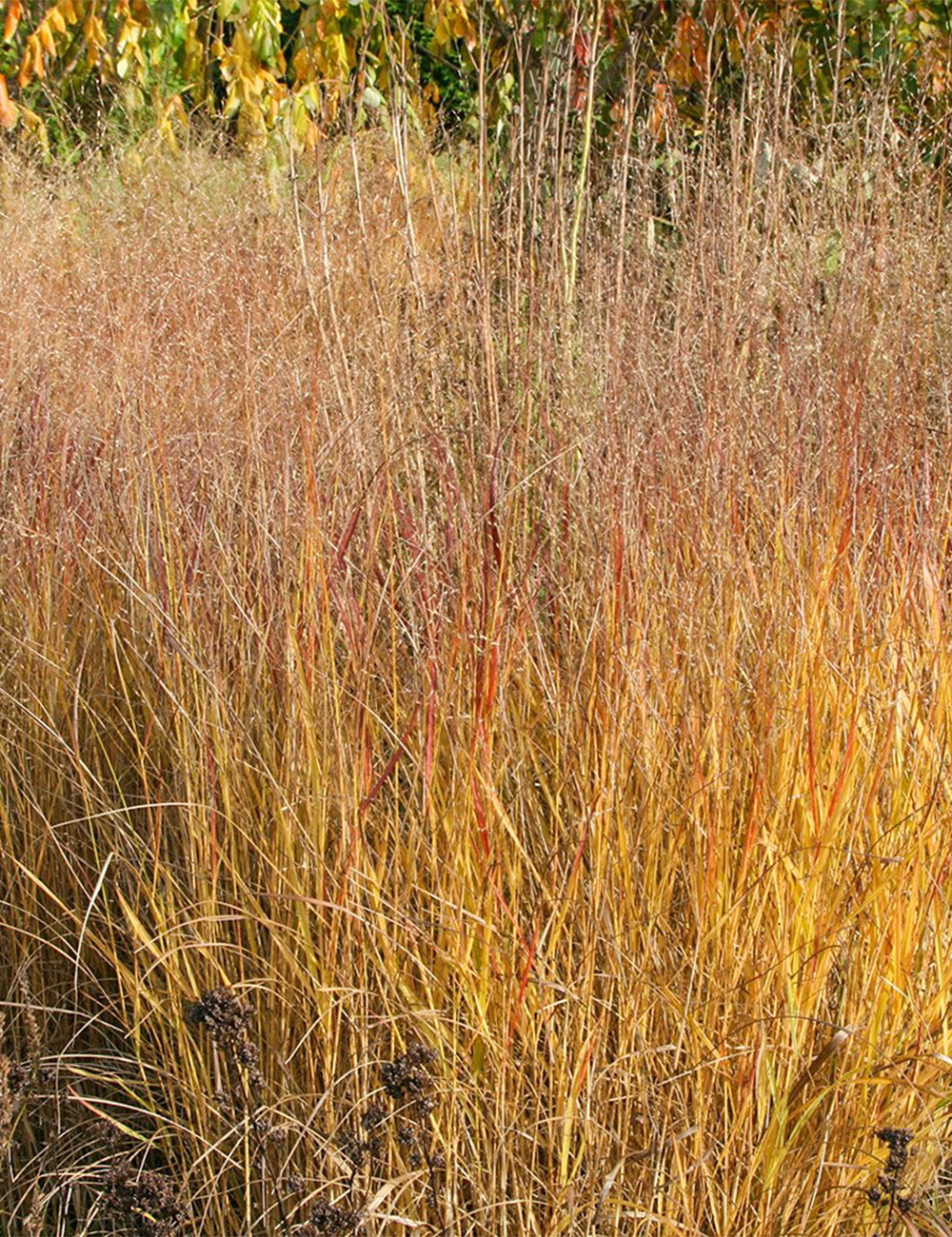 Panicum 'Autumn Glory'