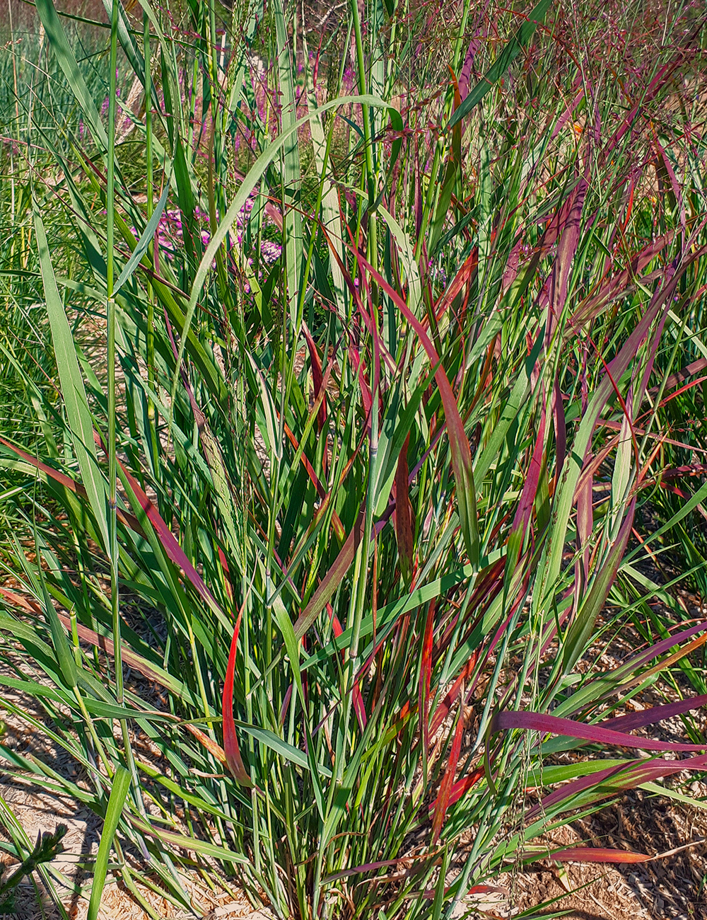 Panicum Anvil