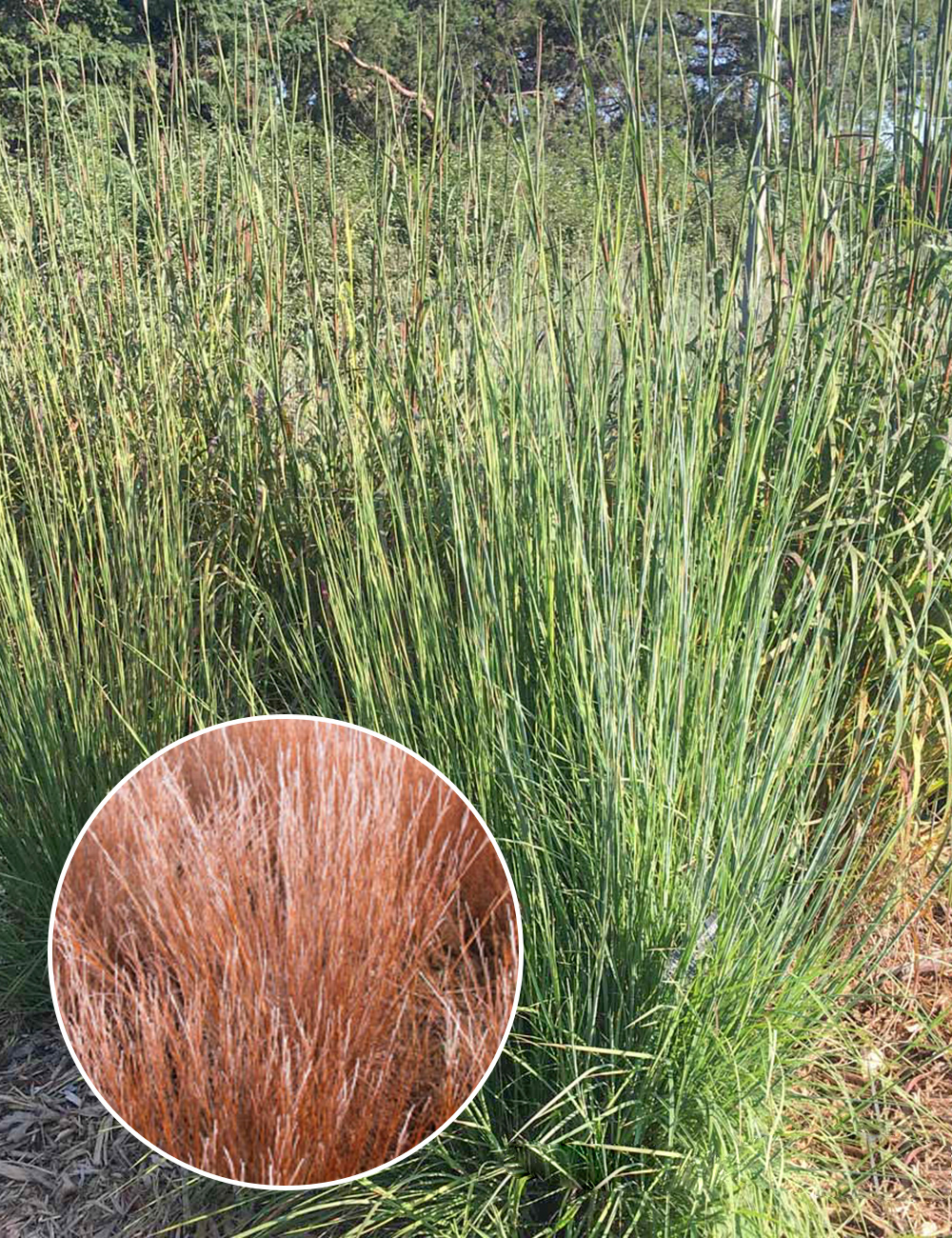 Panicum, Switchgrass 'Blue Steel'