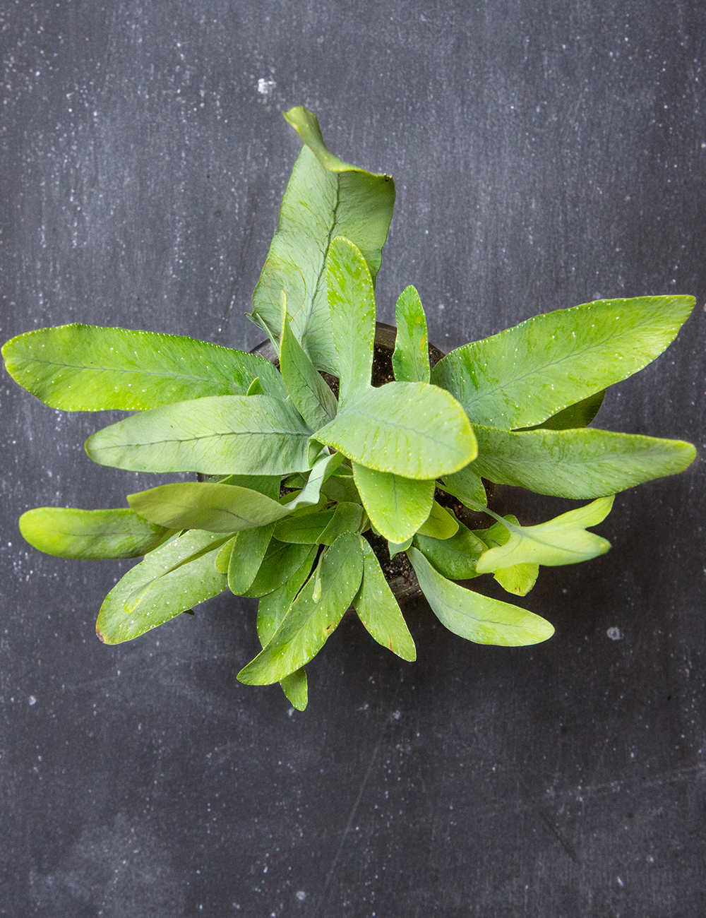 Blue Star Fern