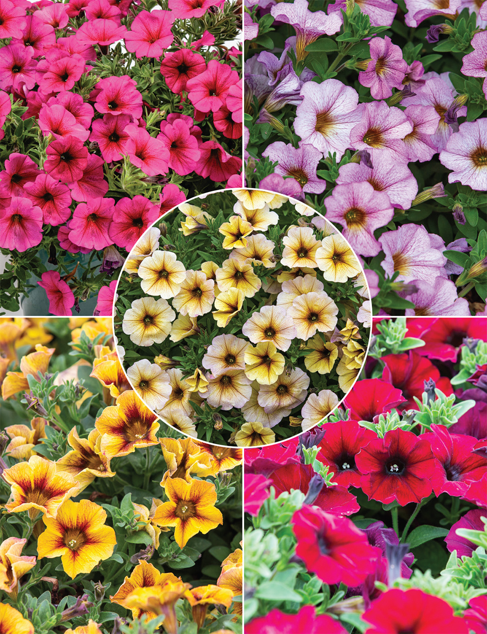 Perennial Petchoas and Petunias Collection