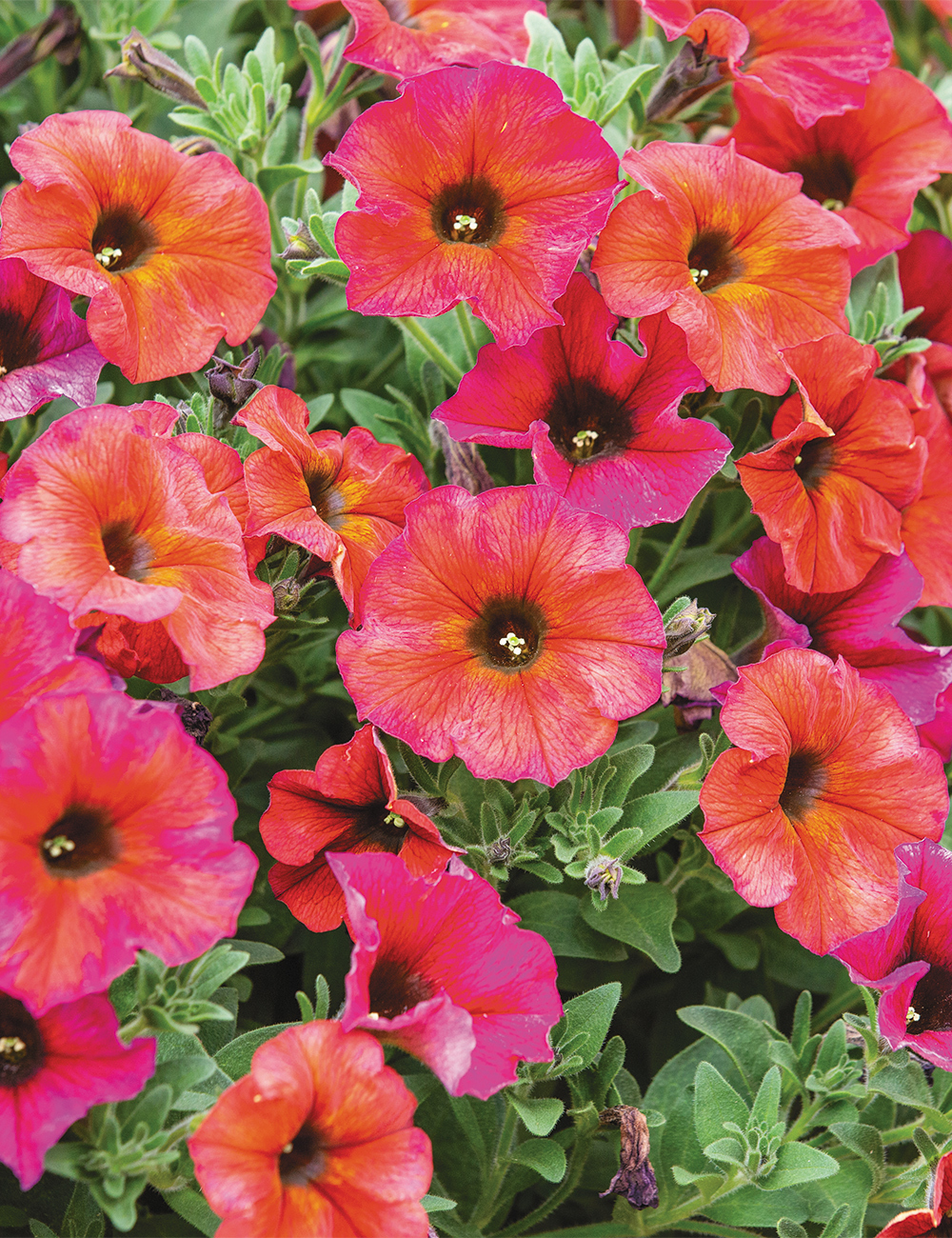 Petunia SuperCal 'Cinnamon'