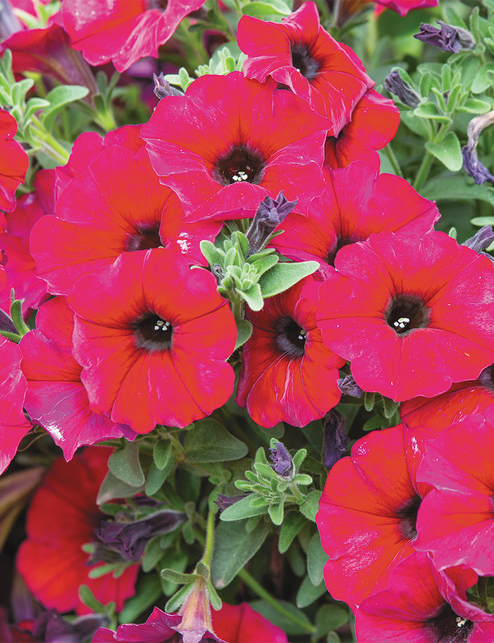 Petunia SuperCal 'Crimson Red'