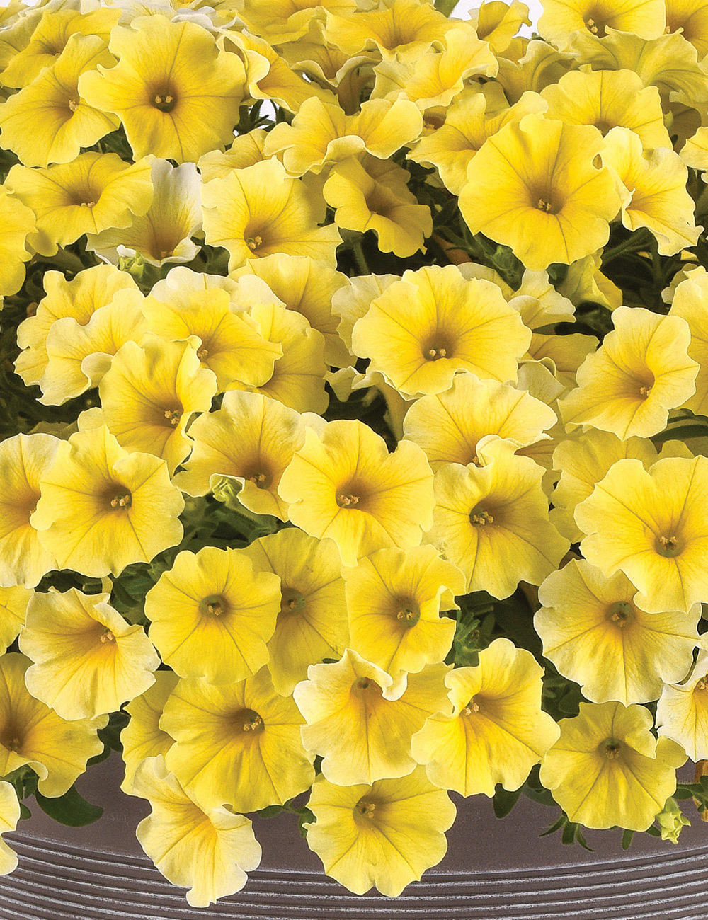 Petchoa Petunia 'Caliburst Yellow'