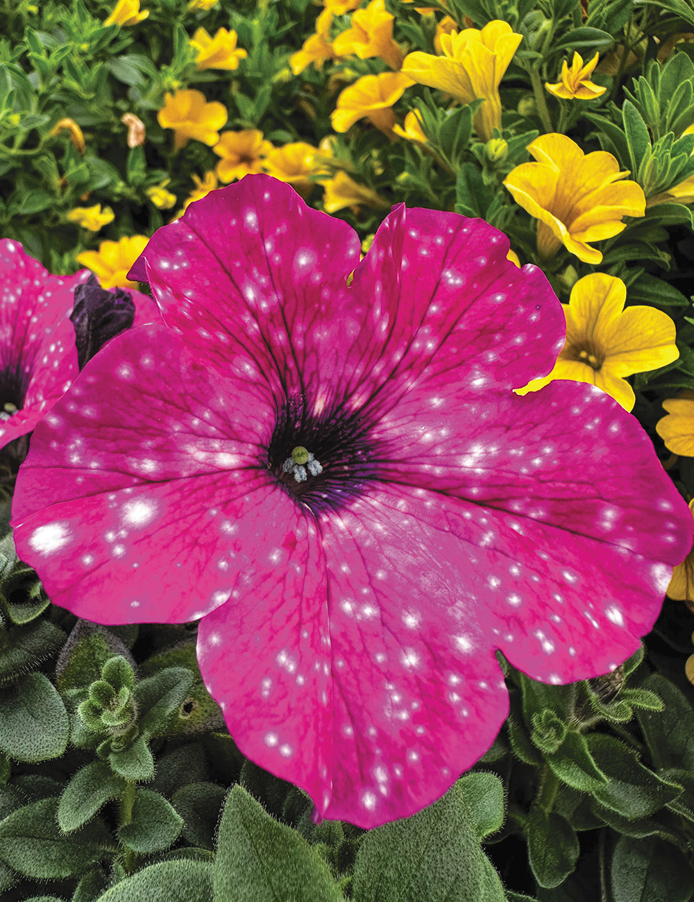 Petunia Surfinia 'Famous Circus Sky'