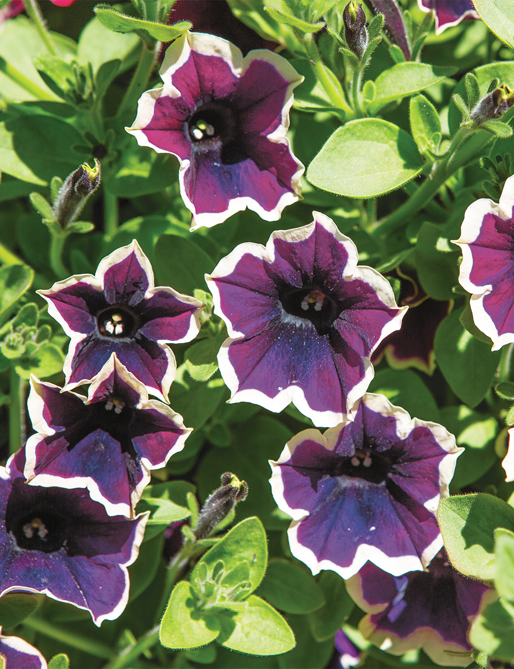 Petunia 'Surprise Moonlight Bay'