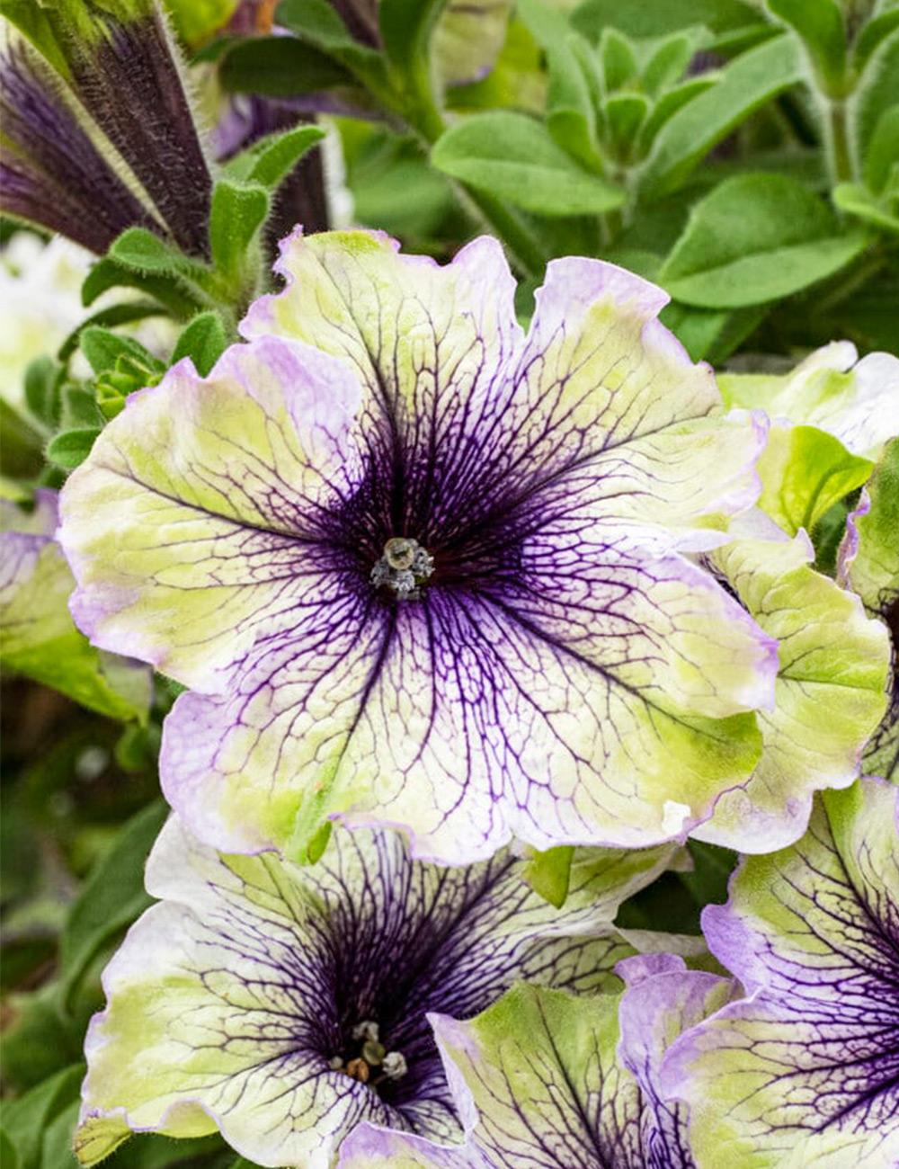 Petunia Amazonica Plum Cockatoo