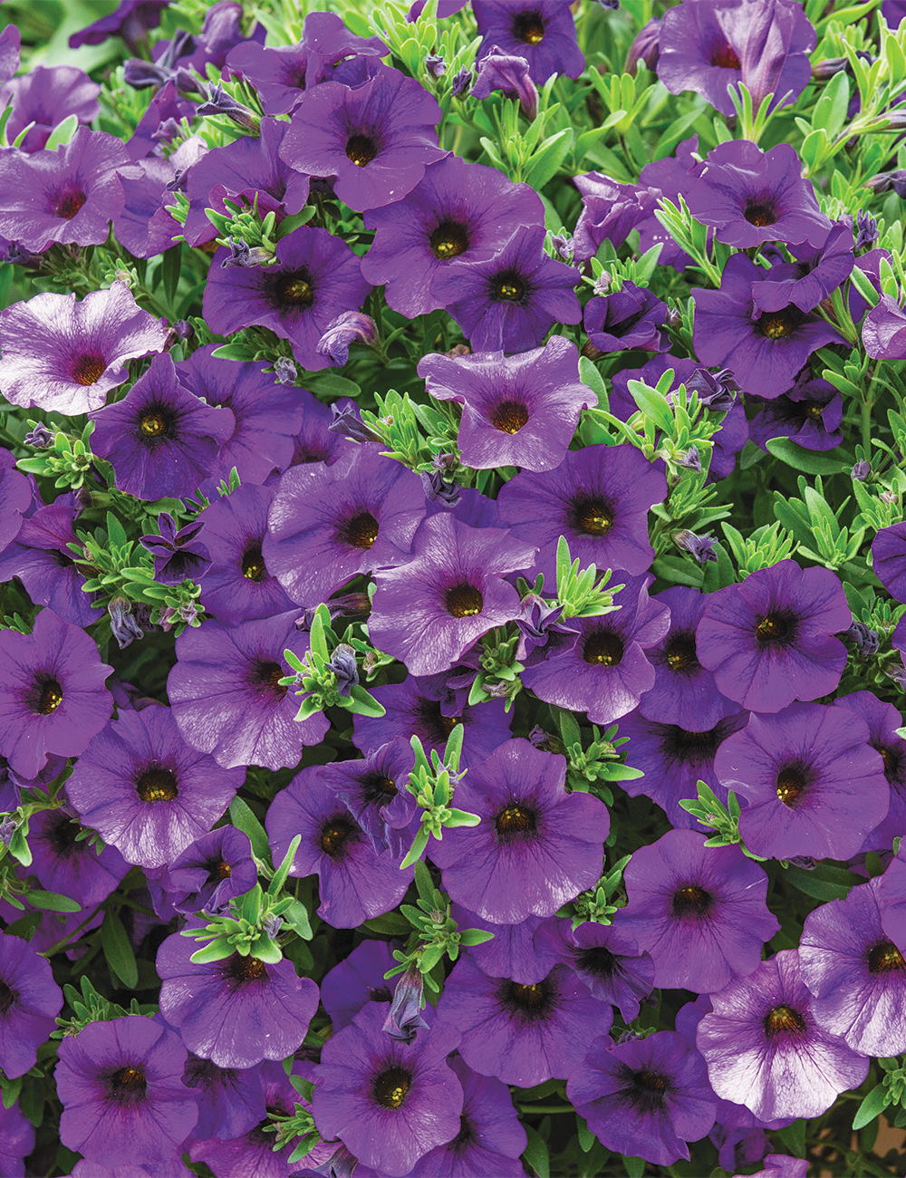 Petunia SuperCal 'Blue'