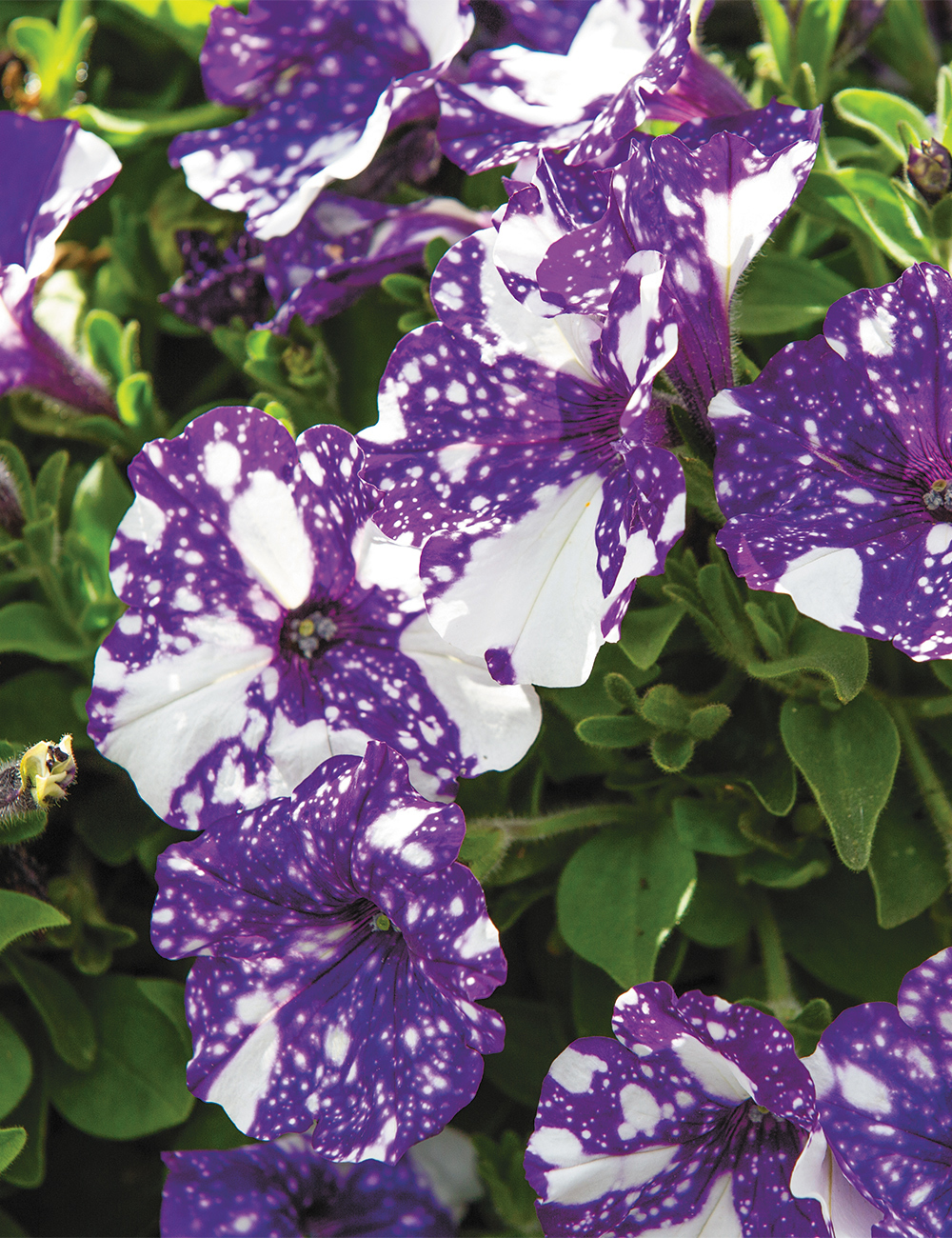 Petunia 'Surprise Sparkle Purple'