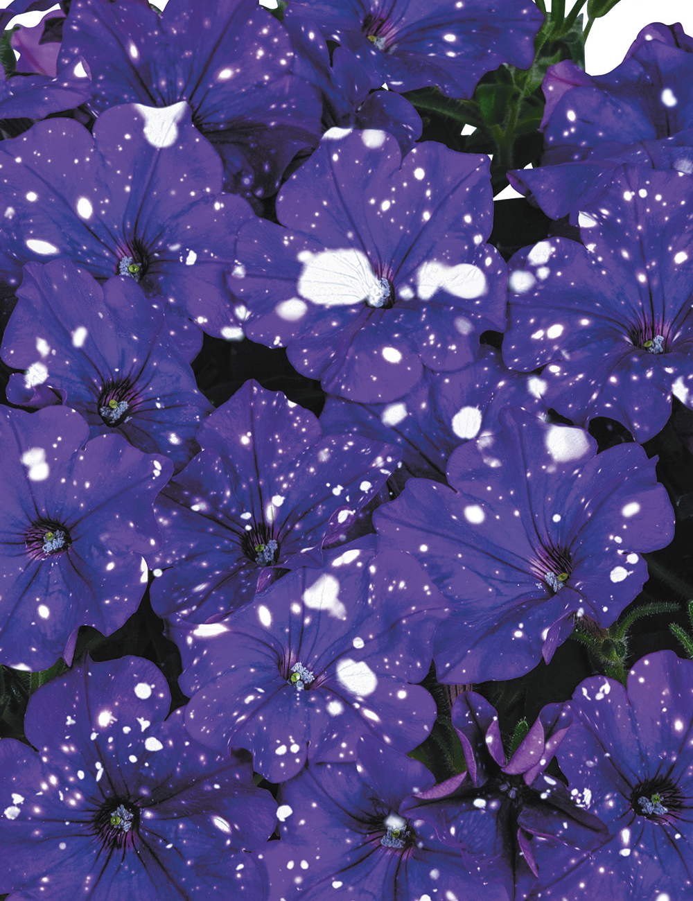 Petunia 'Surprise Sparkle Blue'