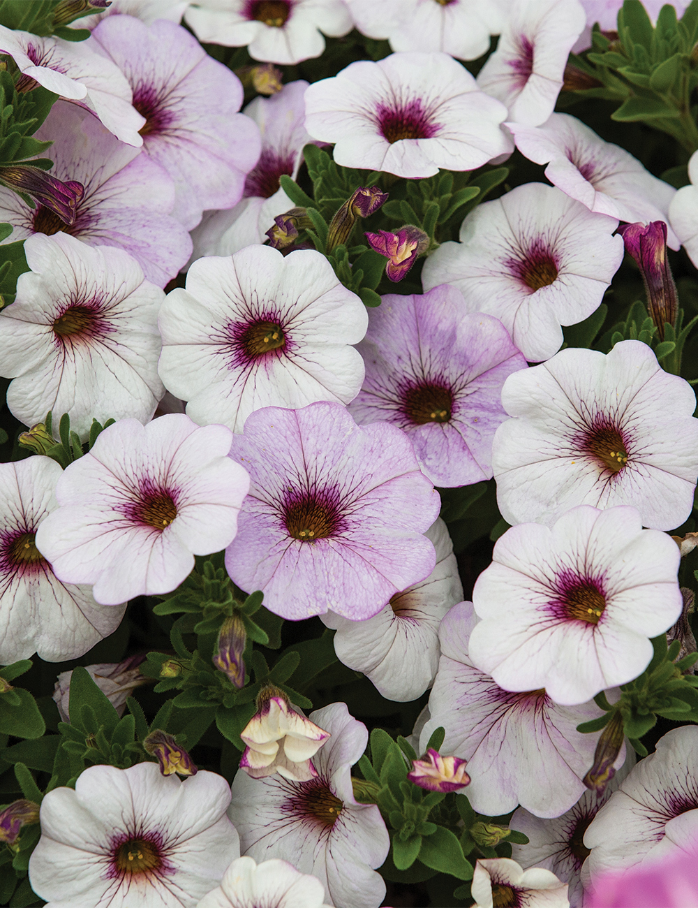 Petunia Supercal Snowberry White