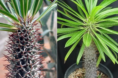 Madagascar Palm