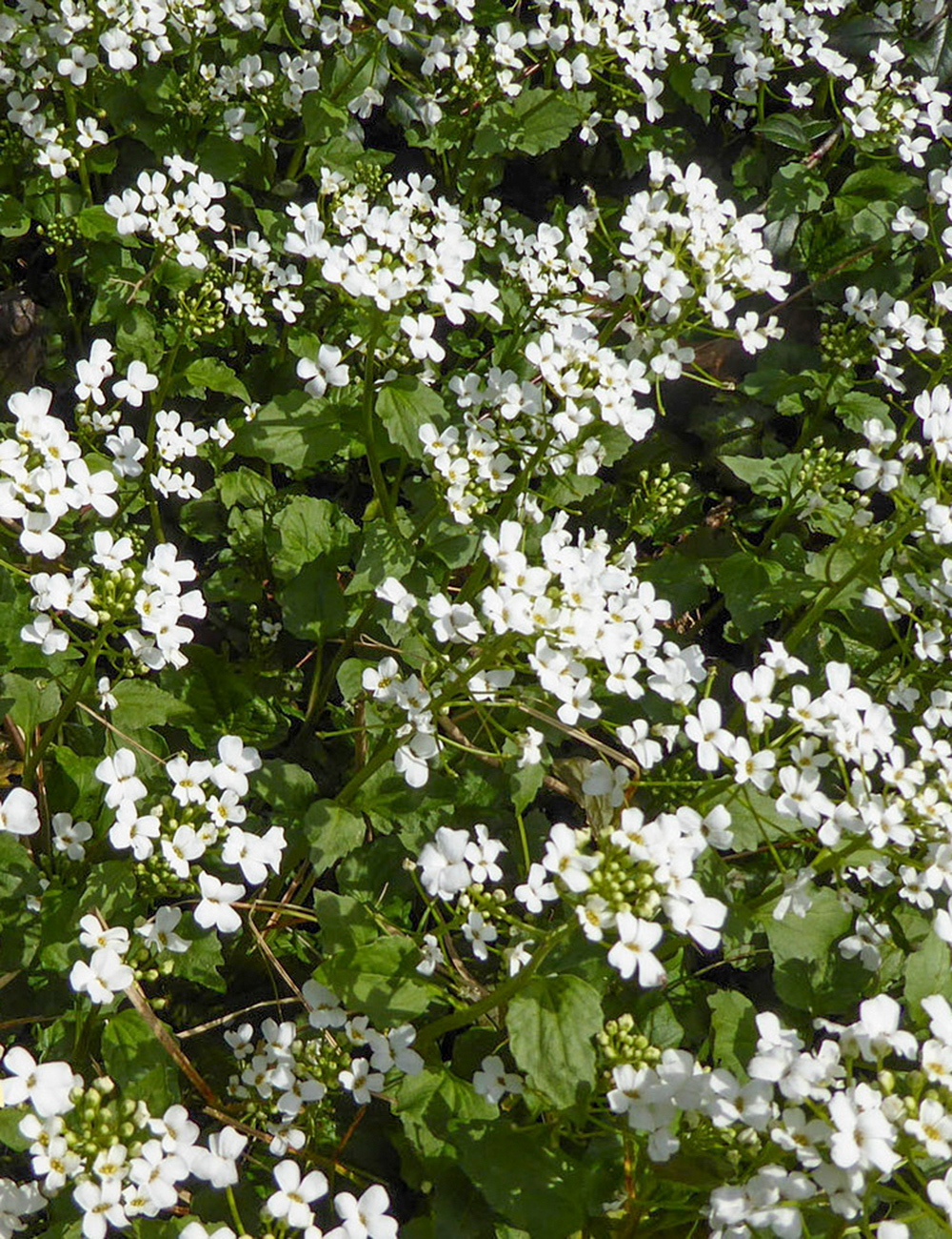 Pachyphragma Turkish Primrose