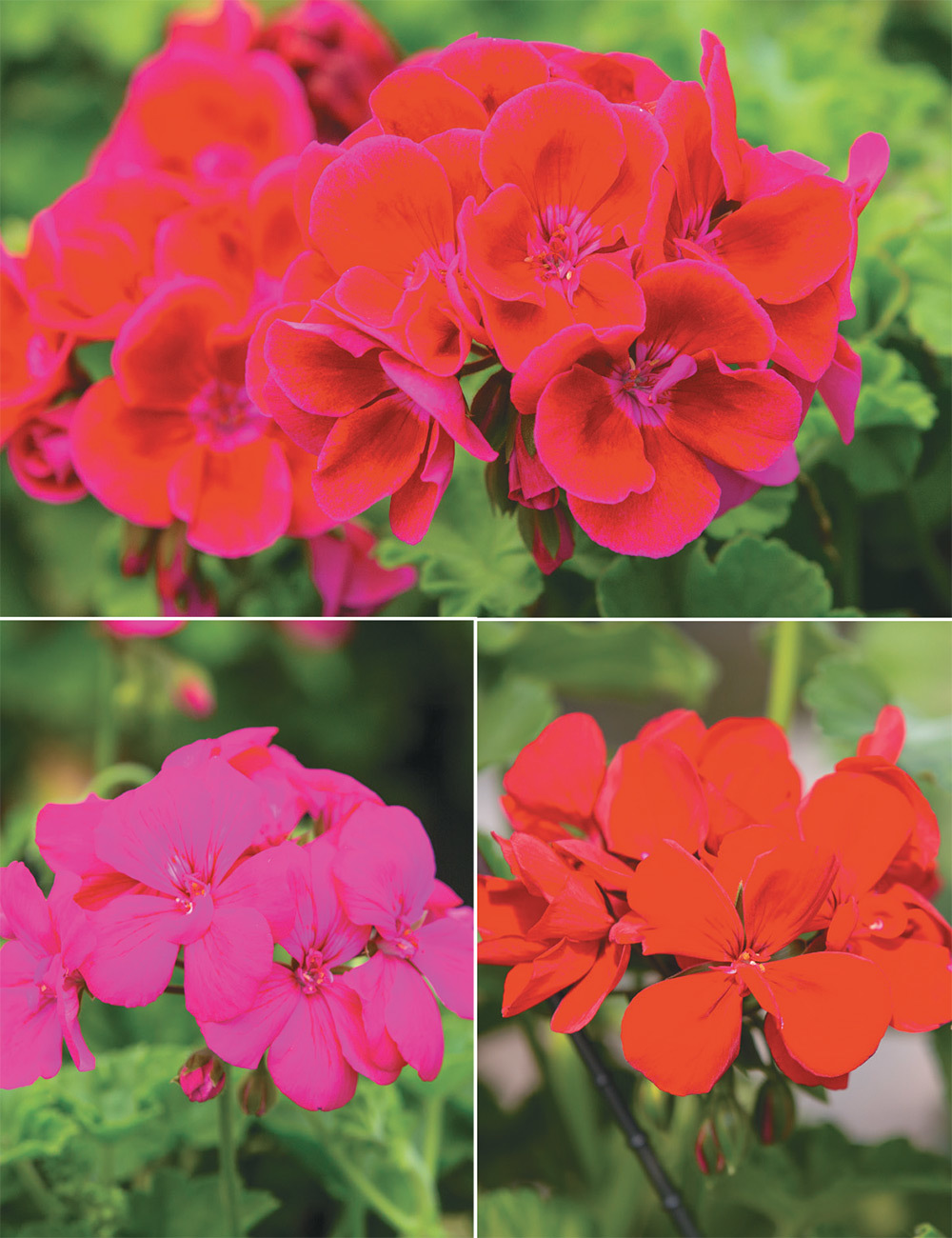 Ivy Geranium Great Balls of Fire (reduced) Collection