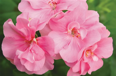 Ivy Leafed Geranium Royal Light Pink