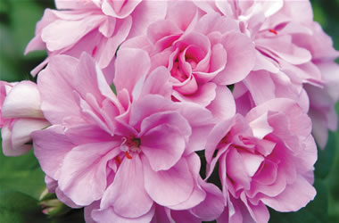 Ivy Leafed Geranium Royal Lavender