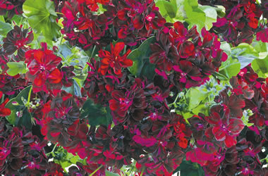 Ivy Leafed Geranium Royal Night