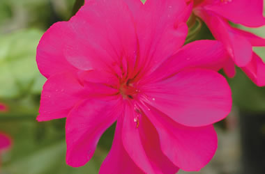 Ivy Leafed Geranium Royal Purple