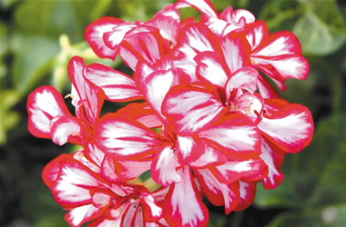 Ivy Leafed Geranium Jester Red and White