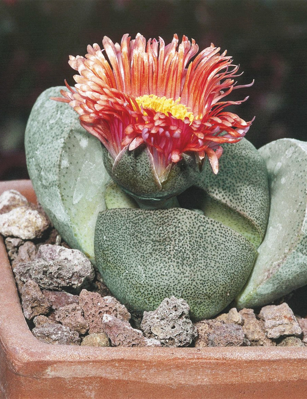 Pleisospilos Split Rock