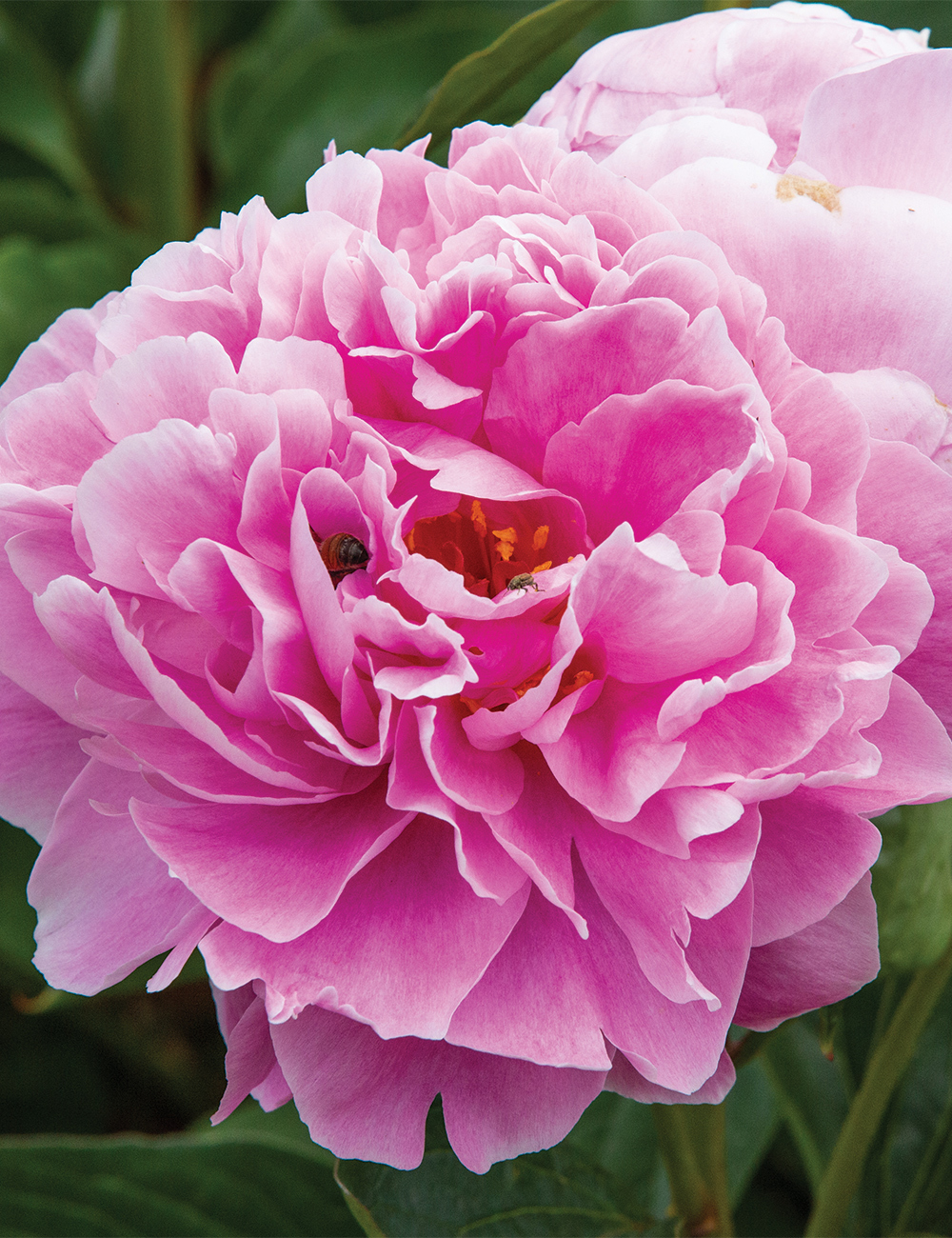 Peony Rose 'Dr Alexander Fleming'