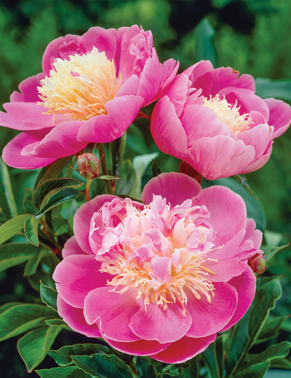 Peony Rose 'Bowl of Beauty'