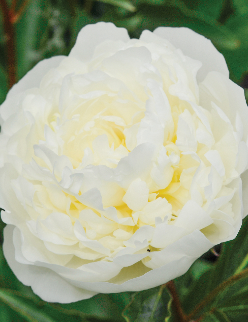 Peony Rose 'Baroness Schroeder'