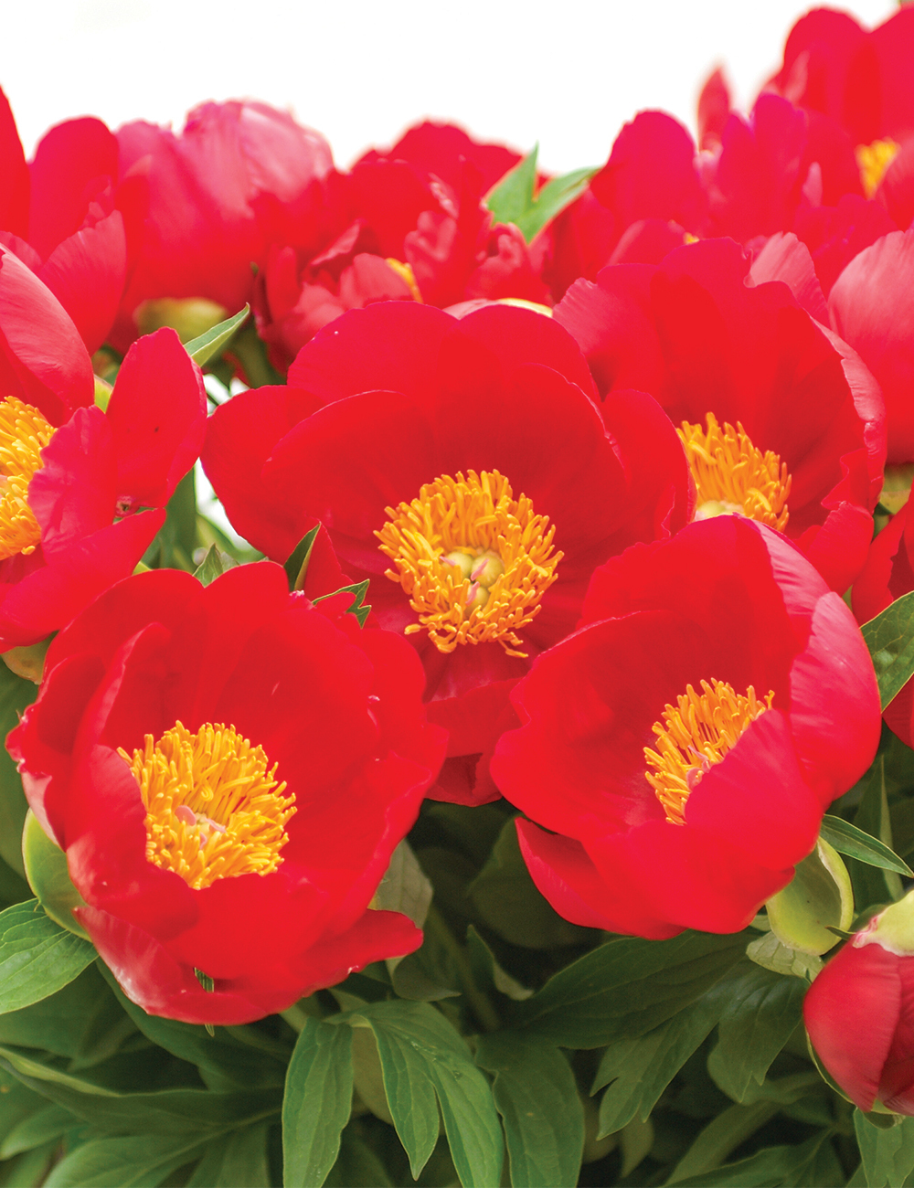 Peony 'Blaze'