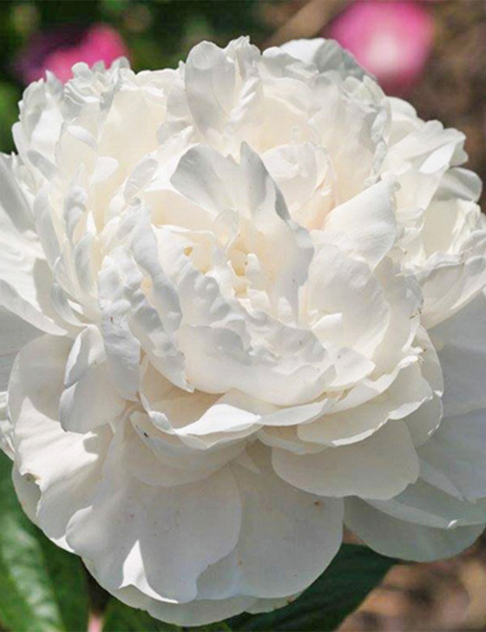 Peony Rose 'Class Act'