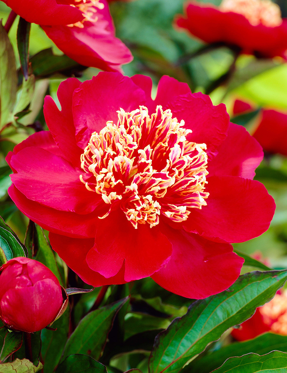 Peony 'Charles Burgess'