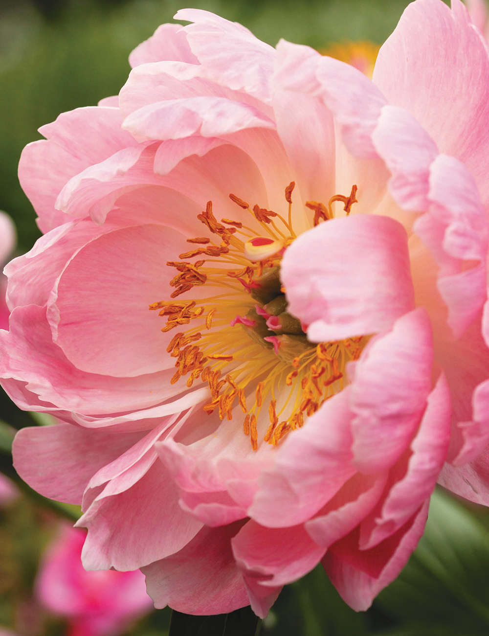 Peony 'Coral Charm'