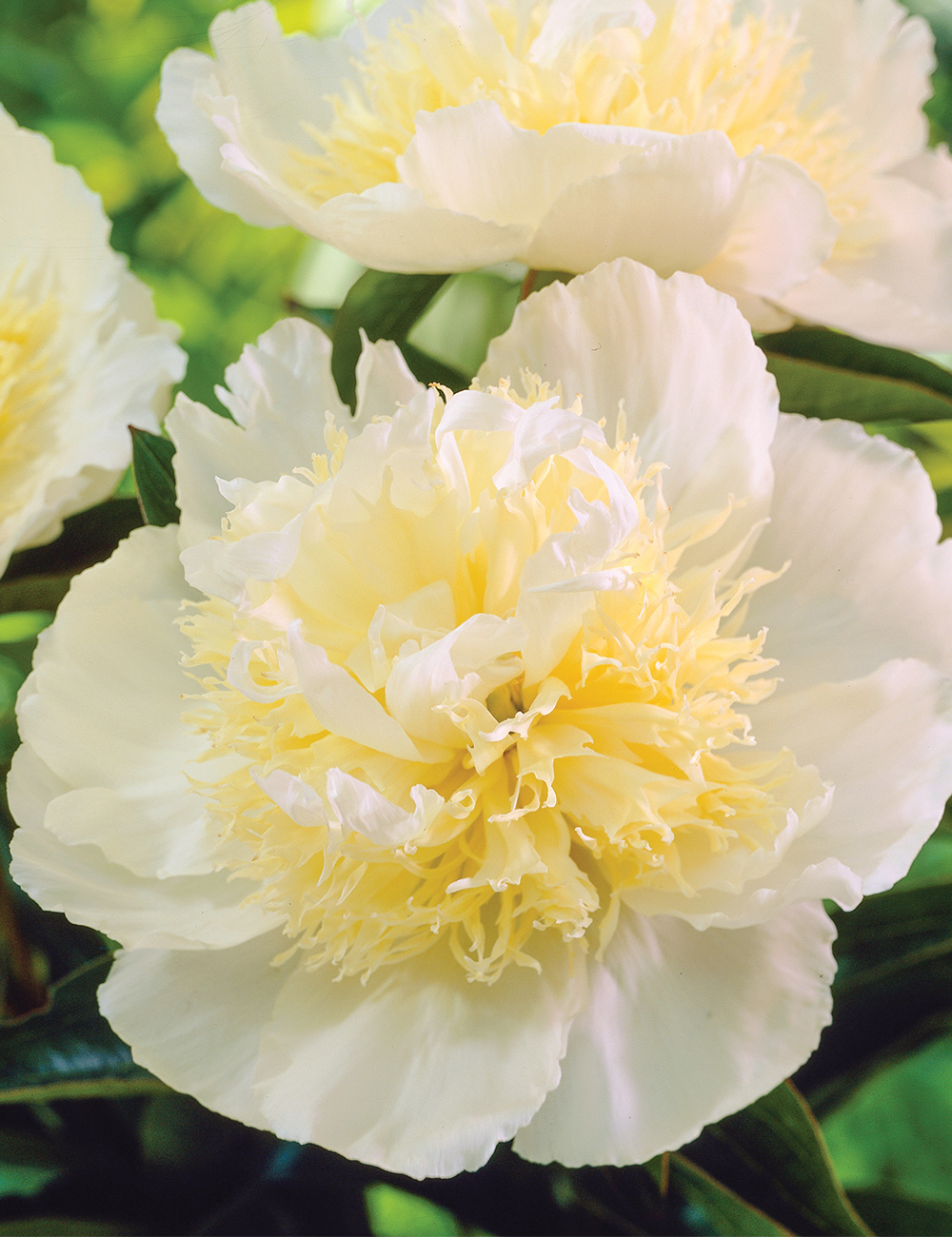 Peony Rose 'Cheddar Supreme'