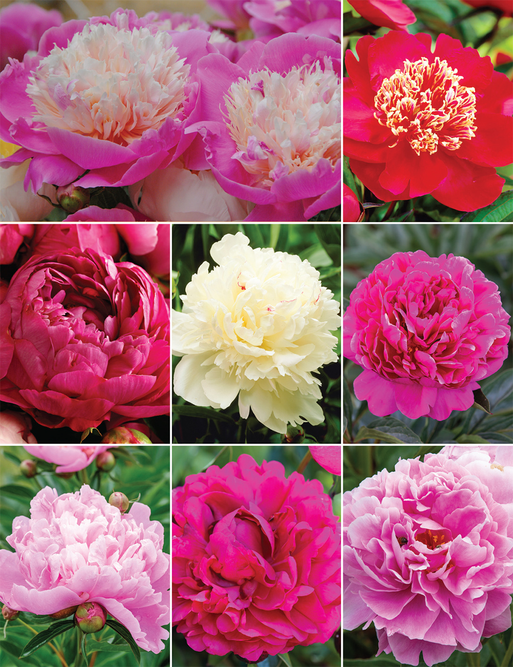 Peony Roses Collection No1